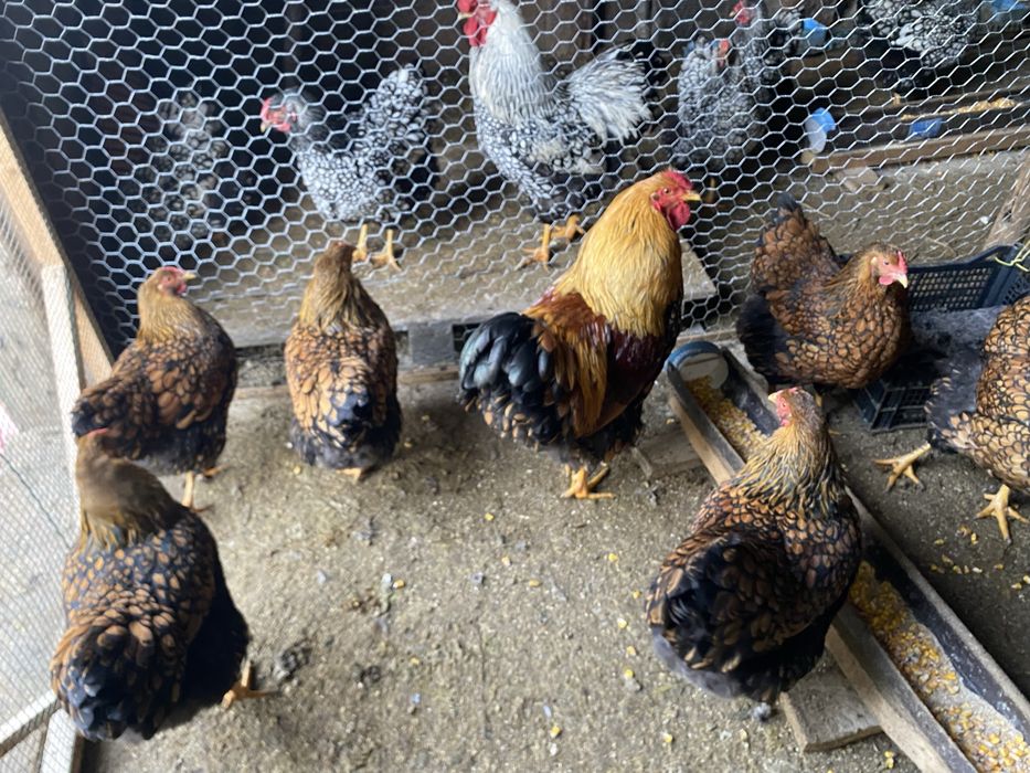 Oua pentru incubat diferite rase