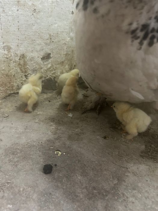 Продаются Цыплята Брама