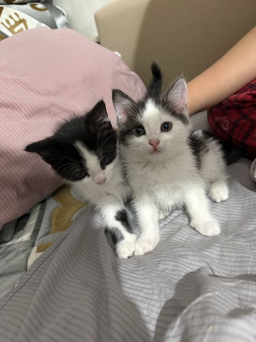 Котята 2 месяца, мальчики