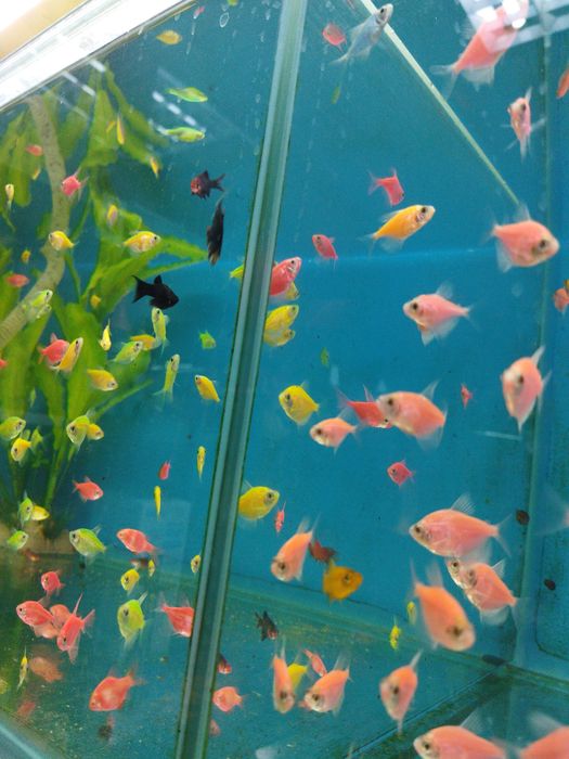 Аквариумные рыбки.Навои Торайгырова)