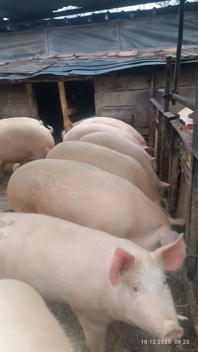 Бели прасета за клане  6