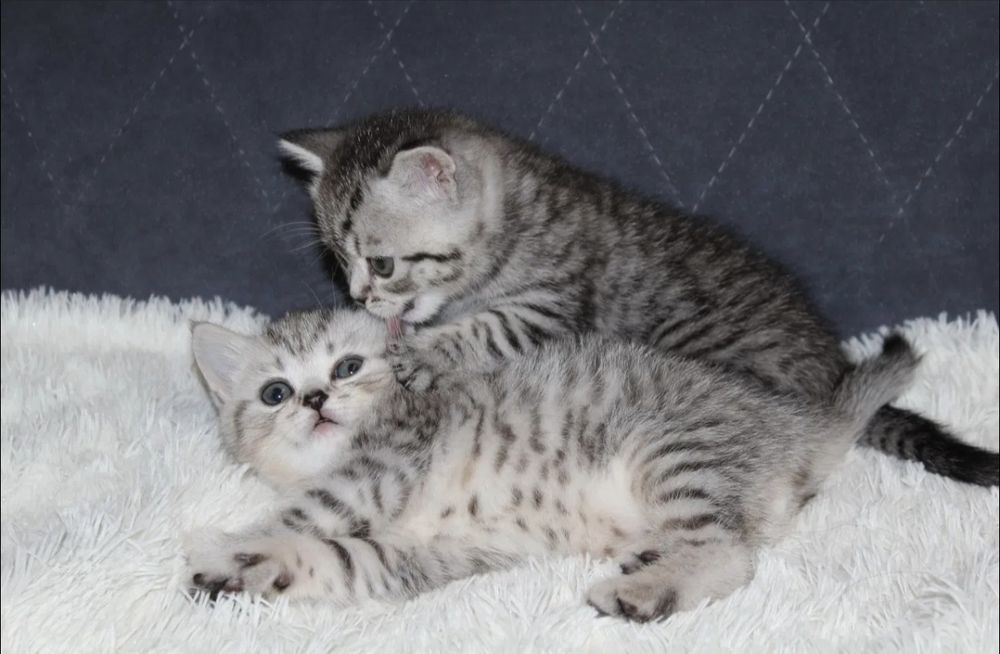 Британские котята