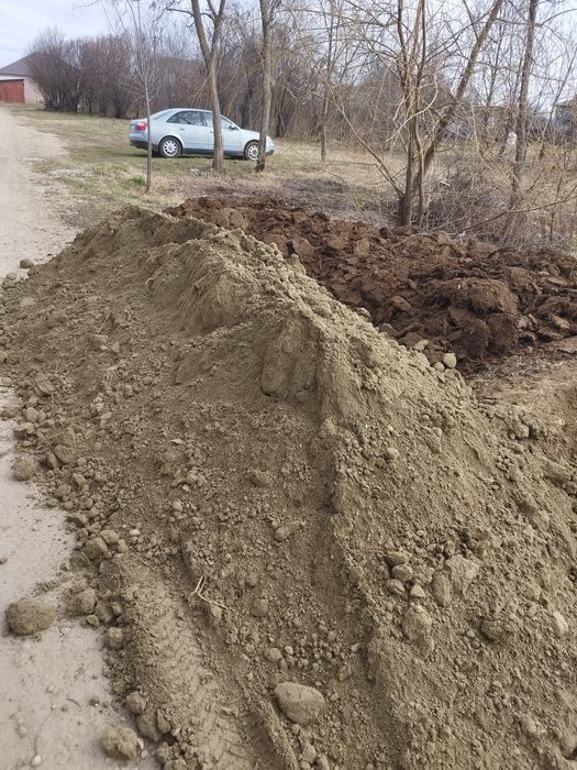 Chisai de gradina sau gazon mranita