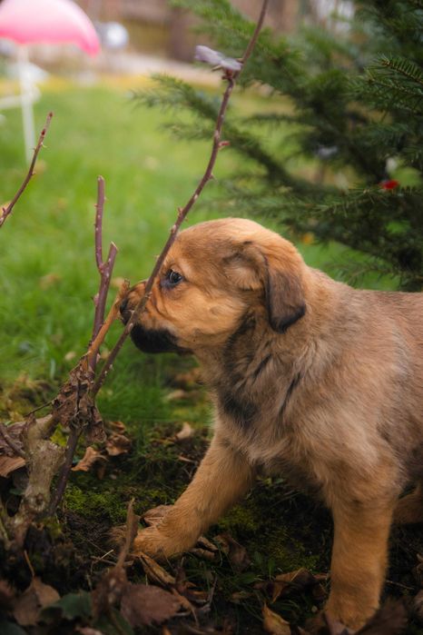 Catelusi in cautare de stapan  foarte jucausi