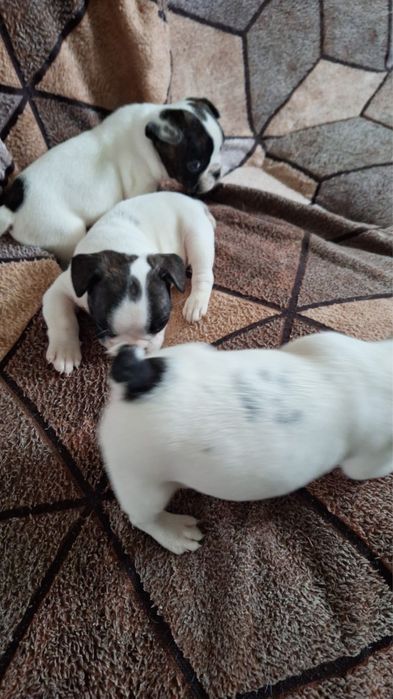 Щенки французского бульдога