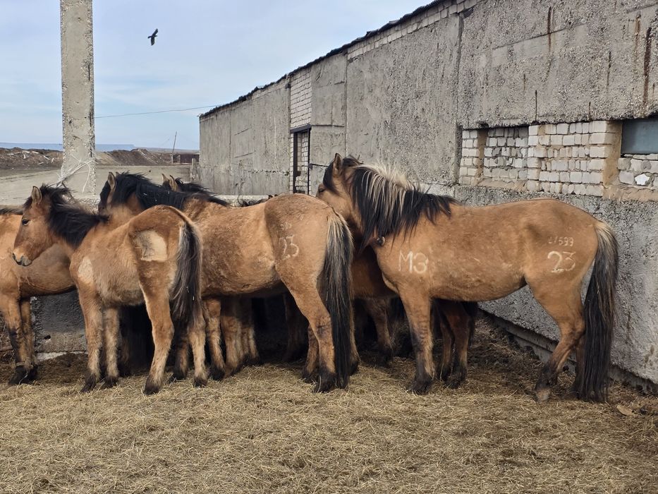 Мұғалжар тұқымы Құнандар сатамын