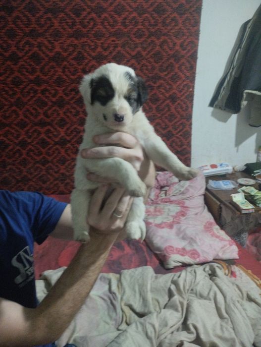 Отдам даром в хорошие руки шинки звонки