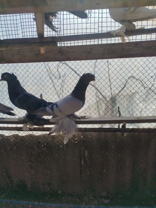 Продам голубем разных