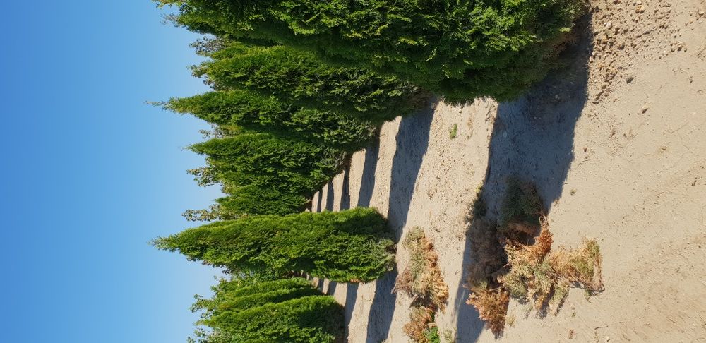 Tuia de mai multe dimensiuni Putem să vă oferim transport și plantat