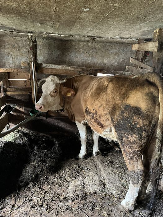 Vaca baltata romaneasca