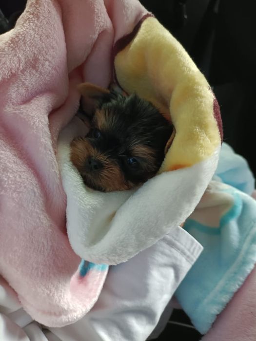 Йоркширские терьеры девочки мини