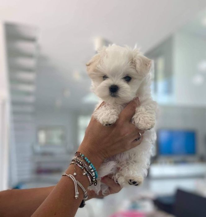 Bochon toy femelă disponibilă