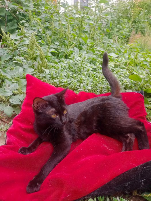 Отдам котенка девочку