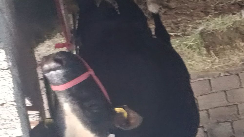 Zotdor buqa sotiladi 2 yosh