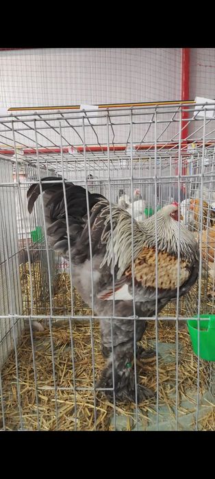 Vând cocoși Brahma Silver Orange