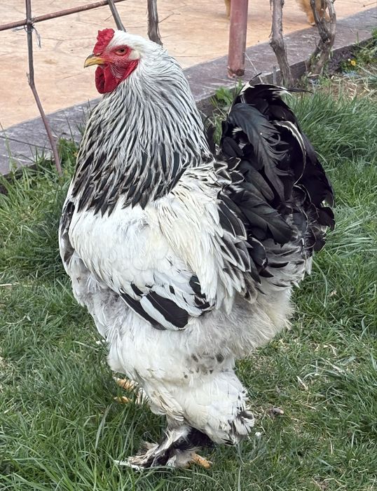 Vand cocos Brahma