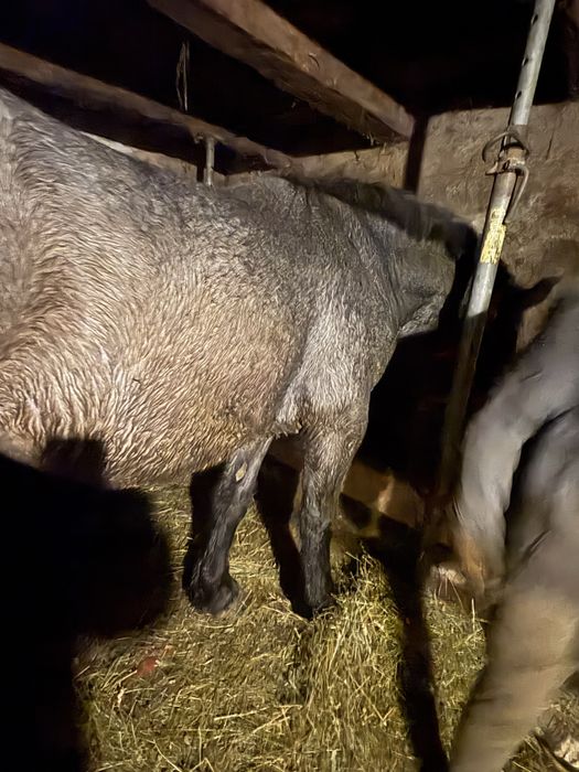 De vanzare manza de 3 ani