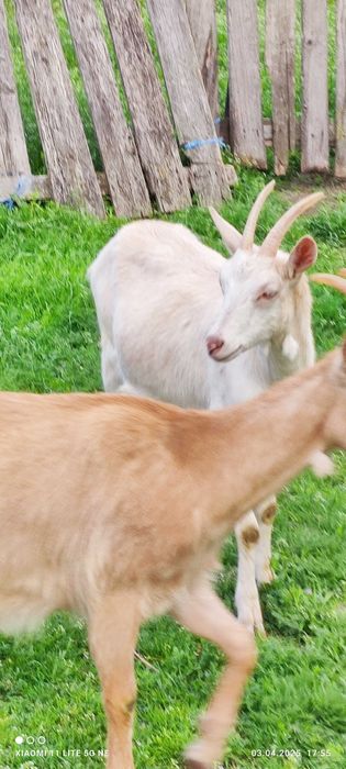 Capre metise alpine/ saanen