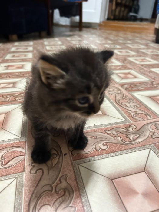 Отдам котенка в добрые руки, месяц.