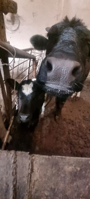 Sigir ona bola  2 ta