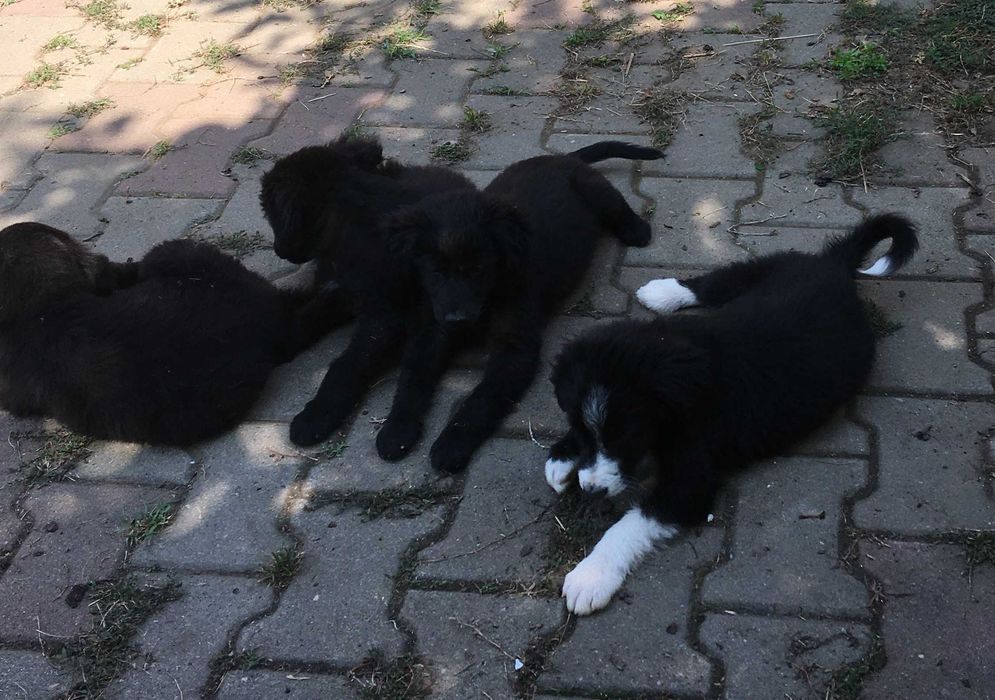 Pui de căței își caută familii adoptive!