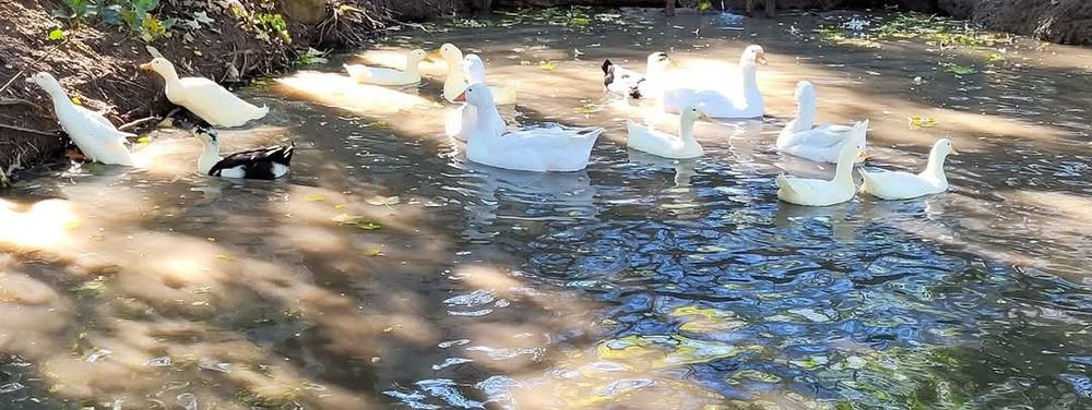 Rate pekin anul trecut