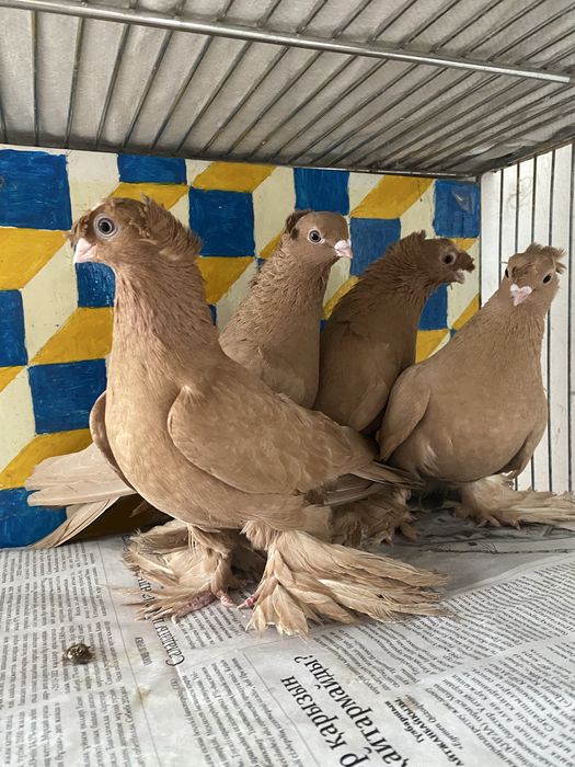 Старопородные на игру.