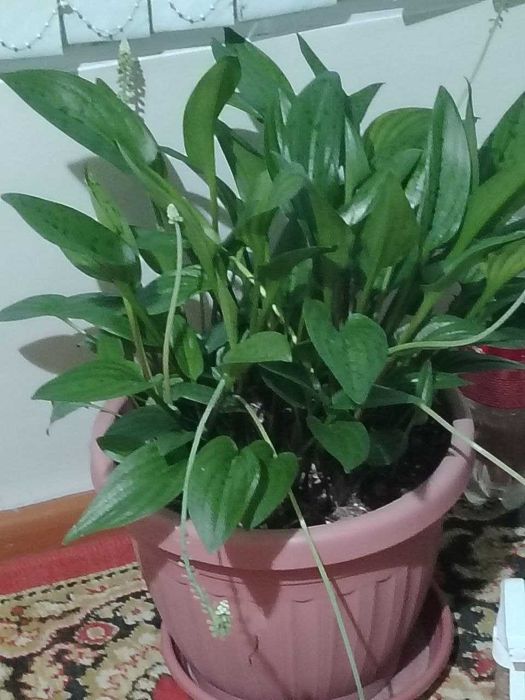 хона гули буйи 60см