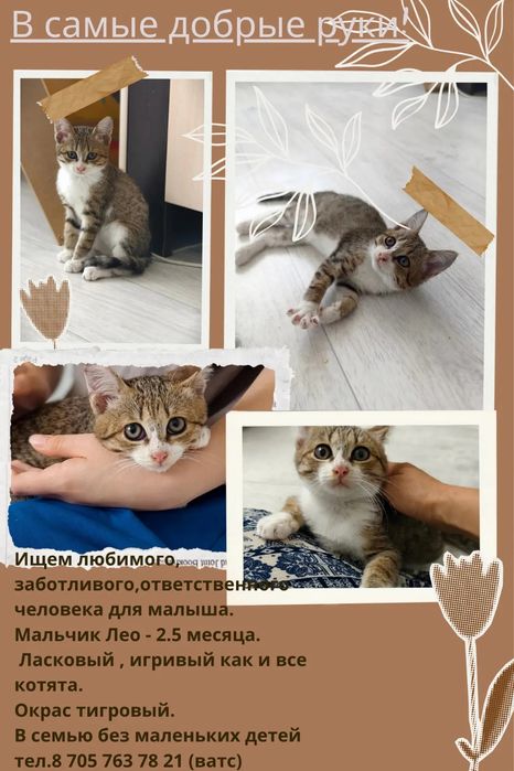 Котенок в добрые руки