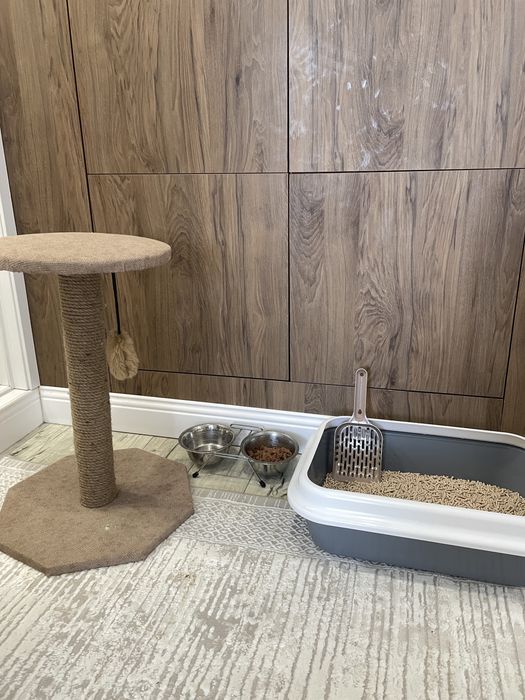 Кот возраст один год