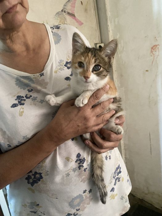 Отдаю котенка девочку. Месяца 3 от роду.
