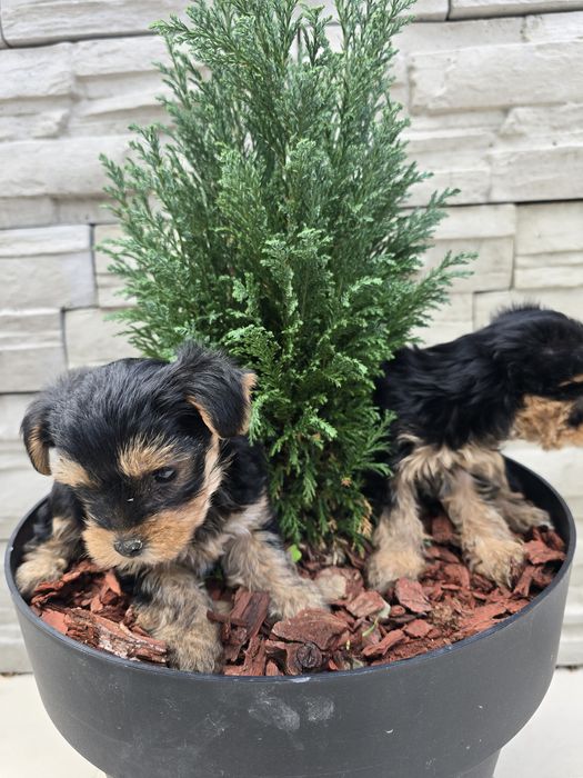 Мини йоркширски териер