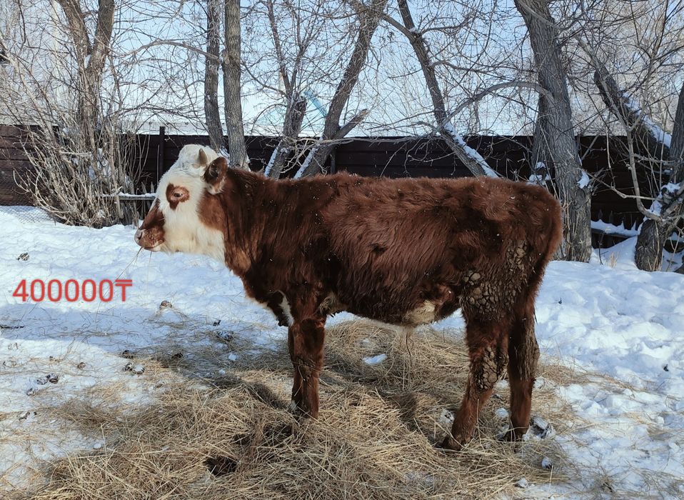 Молодняк.продам.