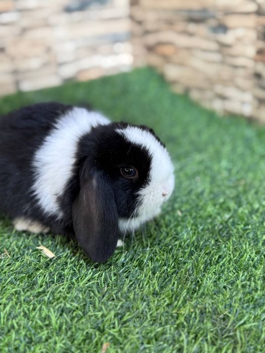 Карликовые Декоративные кролики для подарок