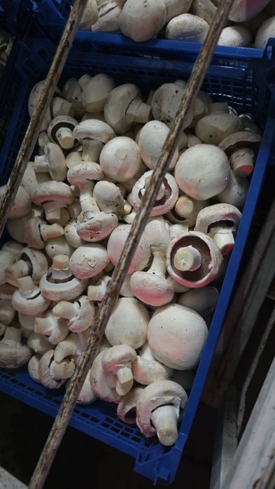 Грибы, шампиньоны свежие