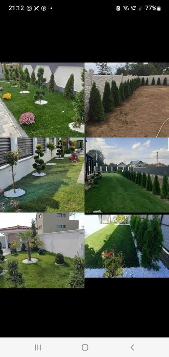Plante ornamentale