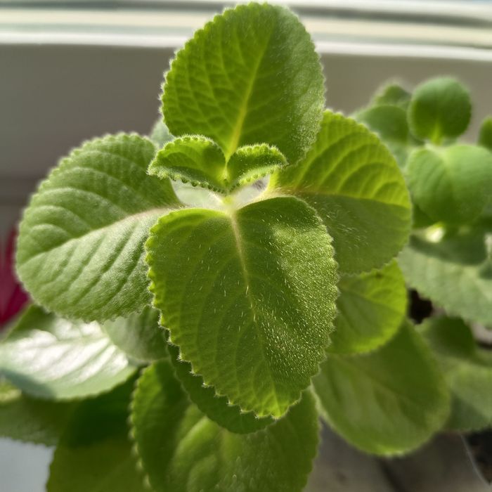 МЯТА Комнатное растение