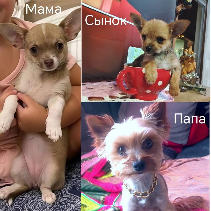Продам щенка Чихуа. Мальчик.