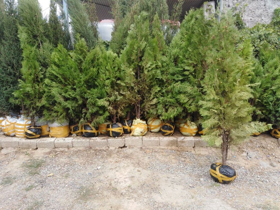 Archa kitob va Qrim sasnalar sotiladi