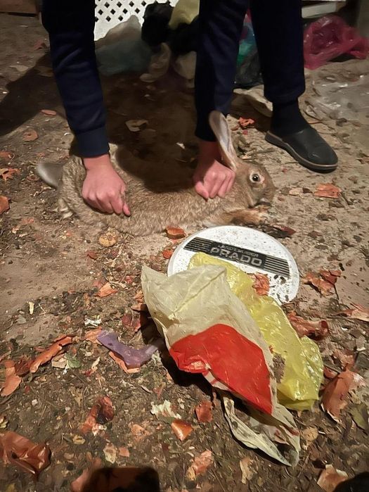 Кролики бельгийский великан ,девочка-мальчик