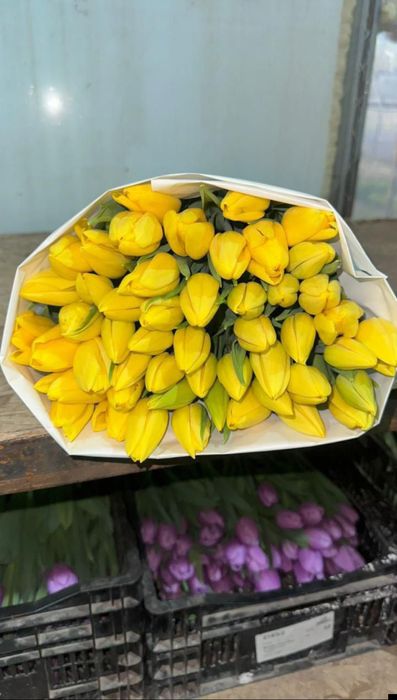 Тюльпаны оптом алматы в городе есть склад