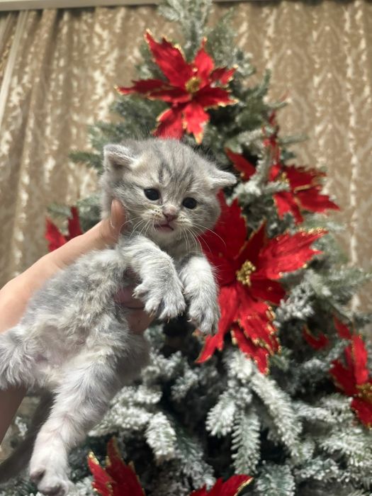 Чистокровные Шотландские Скоттиш фолд и страйт