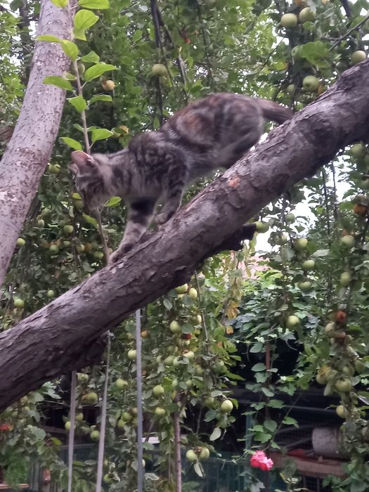 Котёнок бесплатно