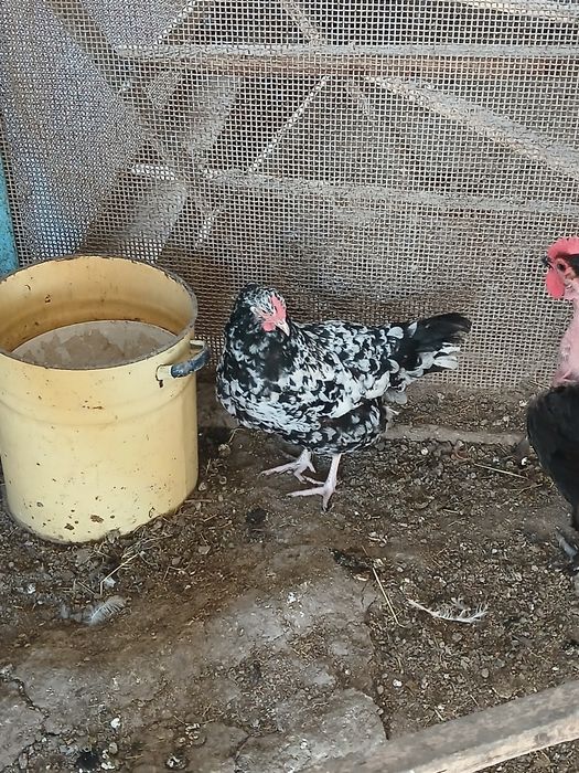 Продам кур несушек