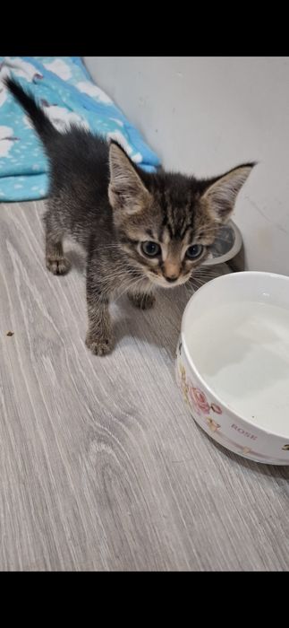 Отдам в Добрые руки  котят
