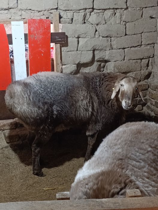 Куй сотилади еб ичиши зор