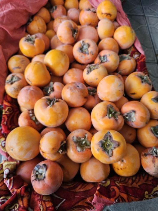 Хурмо пишган таййор