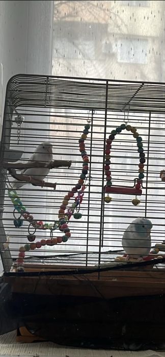 Vand pereche papagal forpus