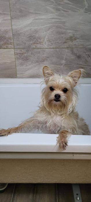 отдаём в хорошие руки