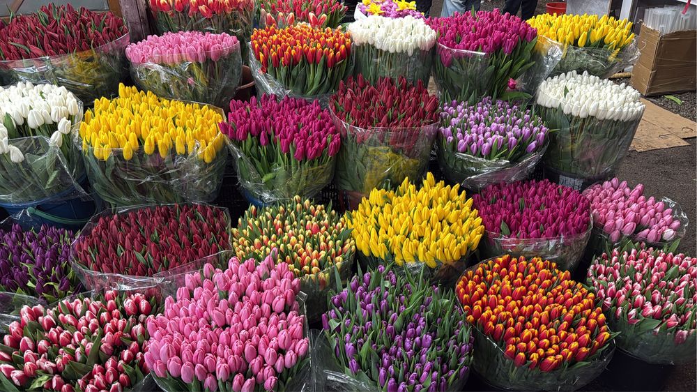Тюльпаны оптом и в розницу от 350 тг